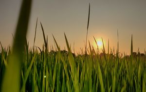Preview wallpaper sun, grass, sunset, sky