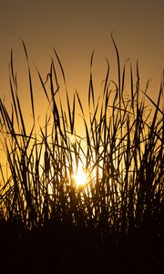 Preview wallpaper sun, grass, sunset, silhouette