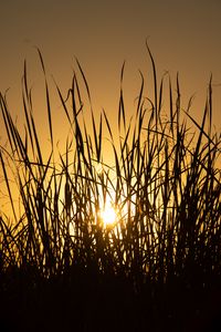 Preview wallpaper sun, grass, sunset, silhouette