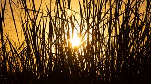 Preview wallpaper sun, grass, sunset, silhouette