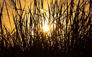 Preview wallpaper sun, grass, sunset, silhouette