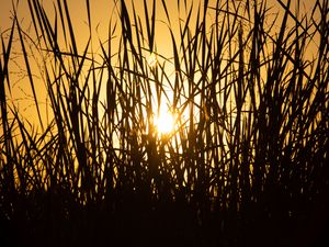 Preview wallpaper sun, grass, sunset, silhouette