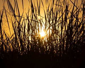 Preview wallpaper sun, grass, sunset, silhouette