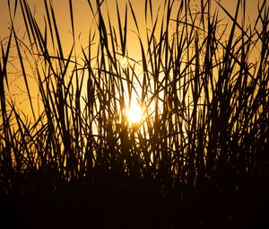 Preview wallpaper sun, grass, sunset, silhouette