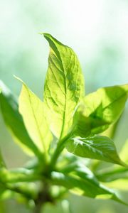 Preview wallpaper sun, leaves, mint, plant
