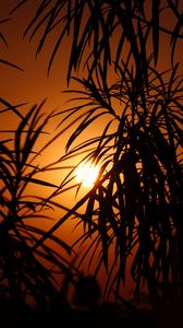 Preview wallpaper sun, leaves, palm, sunset
