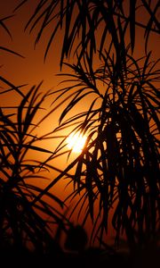 Preview wallpaper sun, leaves, palm, sunset