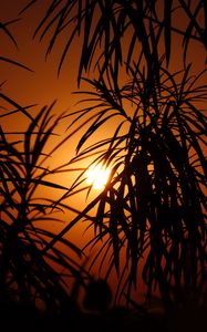 Preview wallpaper sun, leaves, palm, sunset