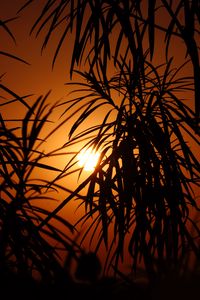 Preview wallpaper sun, leaves, palm, sunset