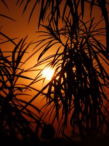 Preview wallpaper sun, leaves, palm, sunset