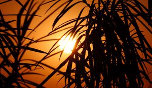 Preview wallpaper sun, leaves, palm, sunset