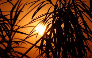 Preview wallpaper sun, leaves, palm, sunset