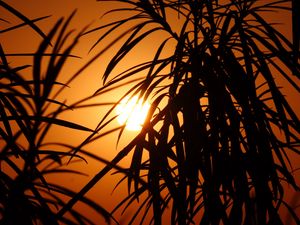 Preview wallpaper sun, leaves, palm, sunset