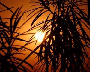 Preview wallpaper sun, leaves, palm, sunset