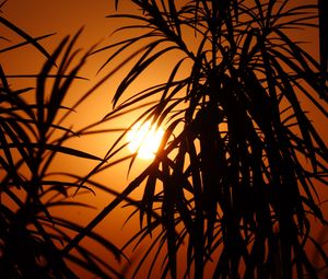 Preview wallpaper sun, leaves, palm, sunset