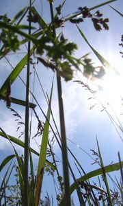 Preview wallpaper sun, light, beams, grass, ears