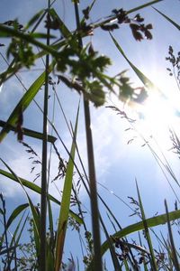 Preview wallpaper sun, light, beams, grass, ears