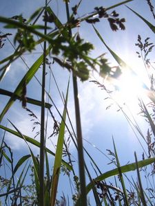 Preview wallpaper sun, light, beams, grass, ears