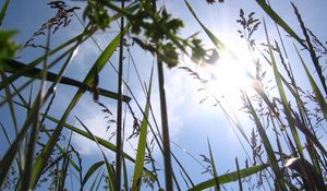 Preview wallpaper sun, light, beams, grass, ears