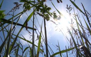 Preview wallpaper sun, light, beams, grass, ears