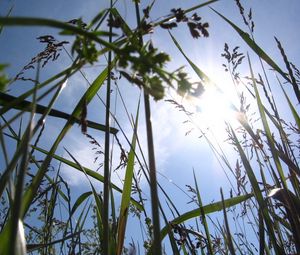 Preview wallpaper sun, light, beams, grass, ears