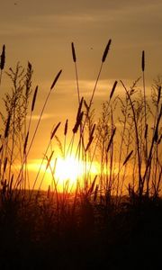 Preview wallpaper sun, light, beams, stain, ears, field, evening