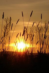 Preview wallpaper sun, light, beams, stain, ears, field, evening