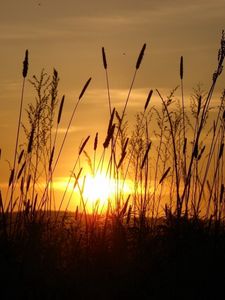 Preview wallpaper sun, light, beams, stain, ears, field, evening