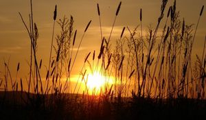 Preview wallpaper sun, light, beams, stain, ears, field, evening