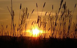 Preview wallpaper sun, light, beams, stain, ears, field, evening