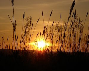 Preview wallpaper sun, light, beams, stain, ears, field, evening