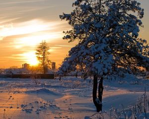 Preview wallpaper sun, light, decline, winter, tree, snow, crust, shine