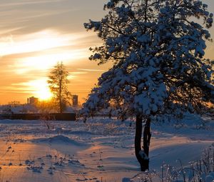 Preview wallpaper sun, light, decline, winter, tree, snow, crust, shine