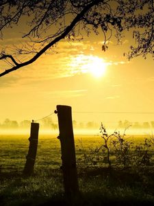 Preview wallpaper sun, light, evening, logs, protection, grass, outlines, fog, colors, tree