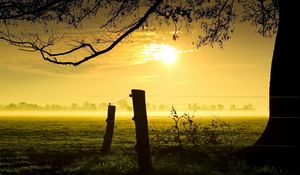 Preview wallpaper sun, light, evening, logs, protection, grass, outlines, fog, colors, tree