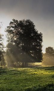 Preview wallpaper sun, light, morning, grass