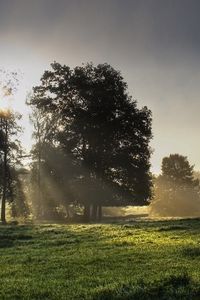 Preview wallpaper sun, light, morning, grass