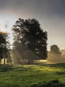 Preview wallpaper sun, light, morning, grass