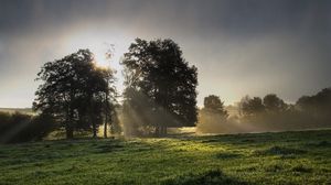 Preview wallpaper sun, light, morning, grass