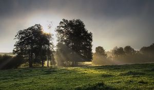 Preview wallpaper sun, light, morning, grass