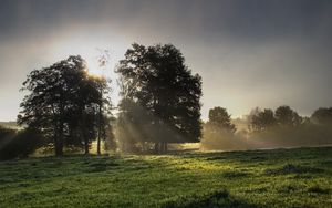 Preview wallpaper sun, light, morning, grass