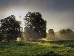 Preview wallpaper sun, light, morning, grass