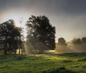 Preview wallpaper sun, light, morning, grass