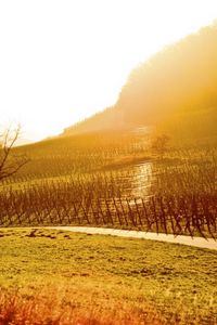 Preview wallpaper sun, light, patches of light, morning, field, protection, tree, colors, plantation