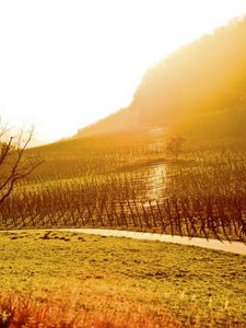 Preview wallpaper sun, light, patches of light, morning, field, protection, tree, colors, plantation