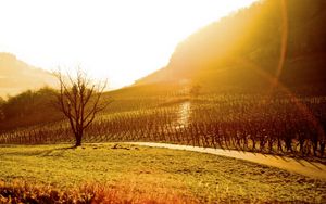 Preview wallpaper sun, light, patches of light, morning, field, protection, tree, colors, plantation