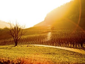 Preview wallpaper sun, light, patches of light, morning, field, protection, tree, colors, plantation