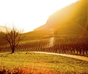 Preview wallpaper sun, light, patches of light, morning, field, protection, tree, colors, plantation