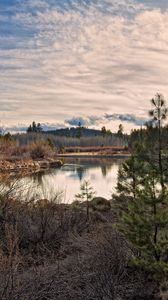 Preview wallpaper sun, light, pines, young growth, grass, faded, bushes, reservoir