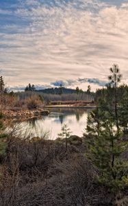 Preview wallpaper sun, light, pines, young growth, grass, faded, bushes, reservoir